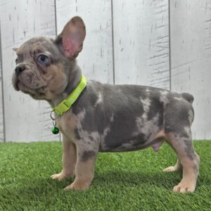 French Bulldog