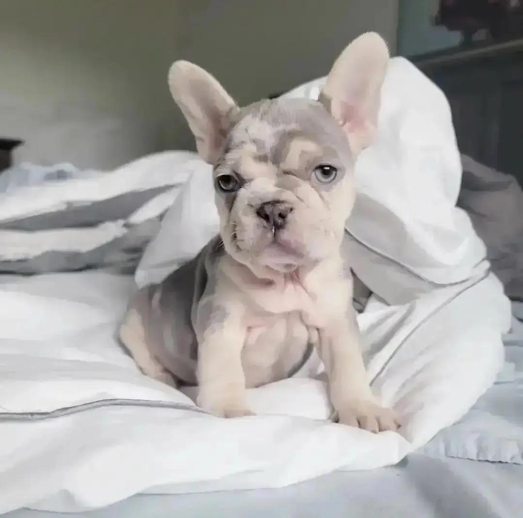 French Bulldog - Image 2