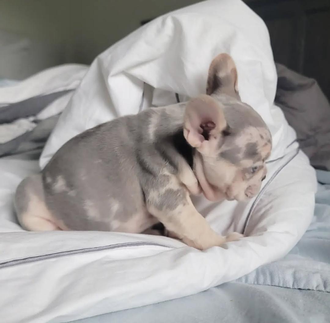 French Bulldog - Image 3