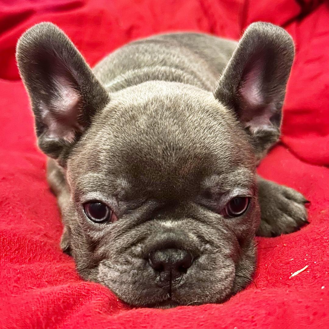 French Bulldog - Image 2
