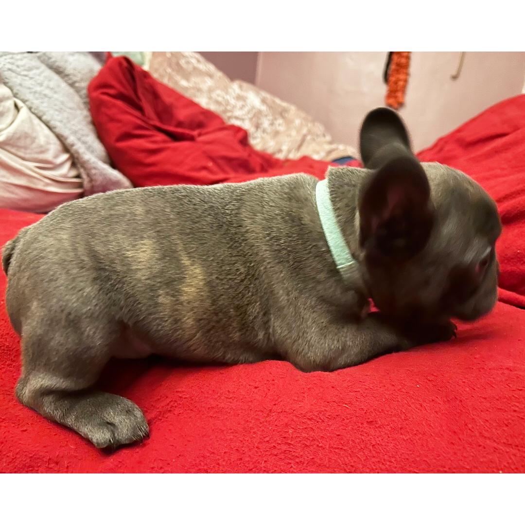 French Bulldog - Image 3