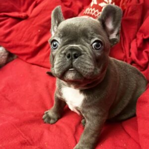 French Bulldog