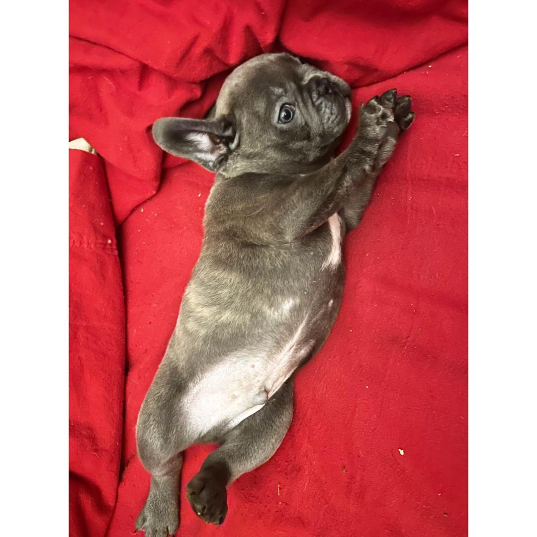 French Bulldog - Image 4