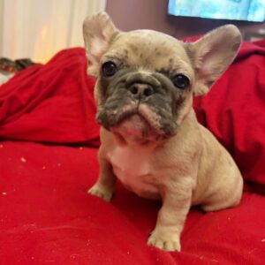 French Bulldog