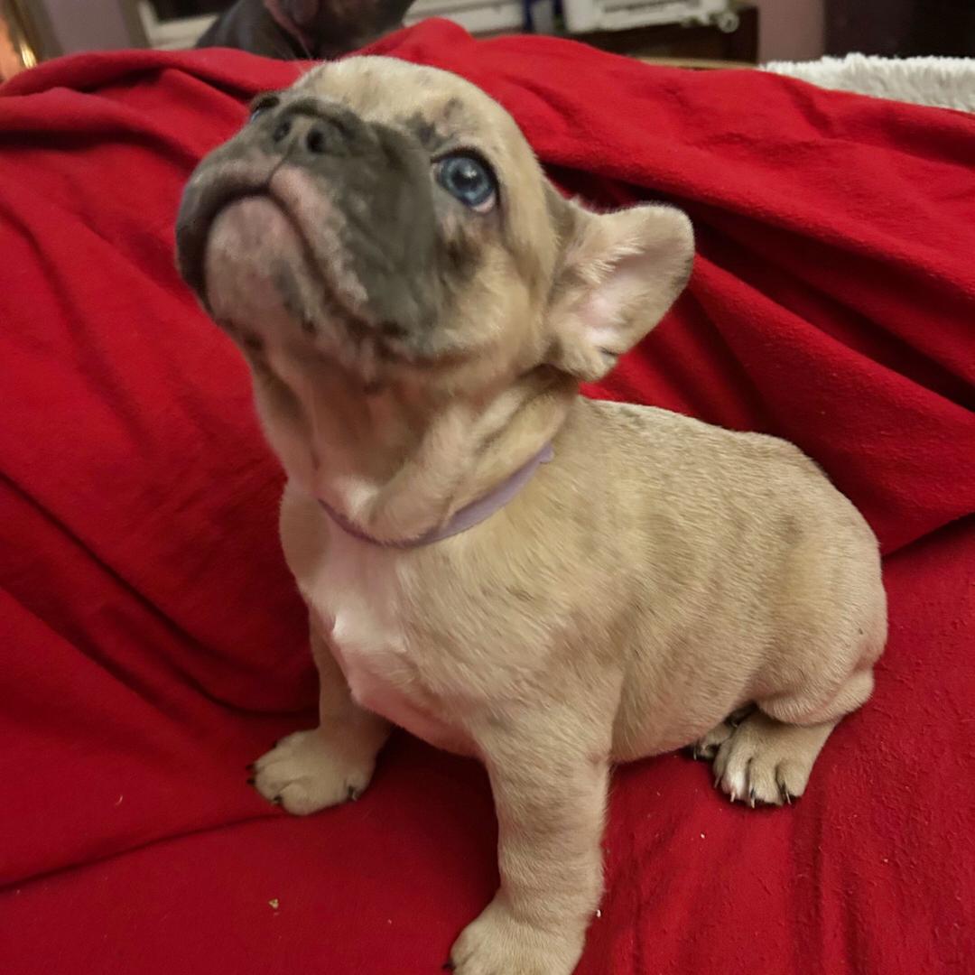 French Bulldog - Image 3