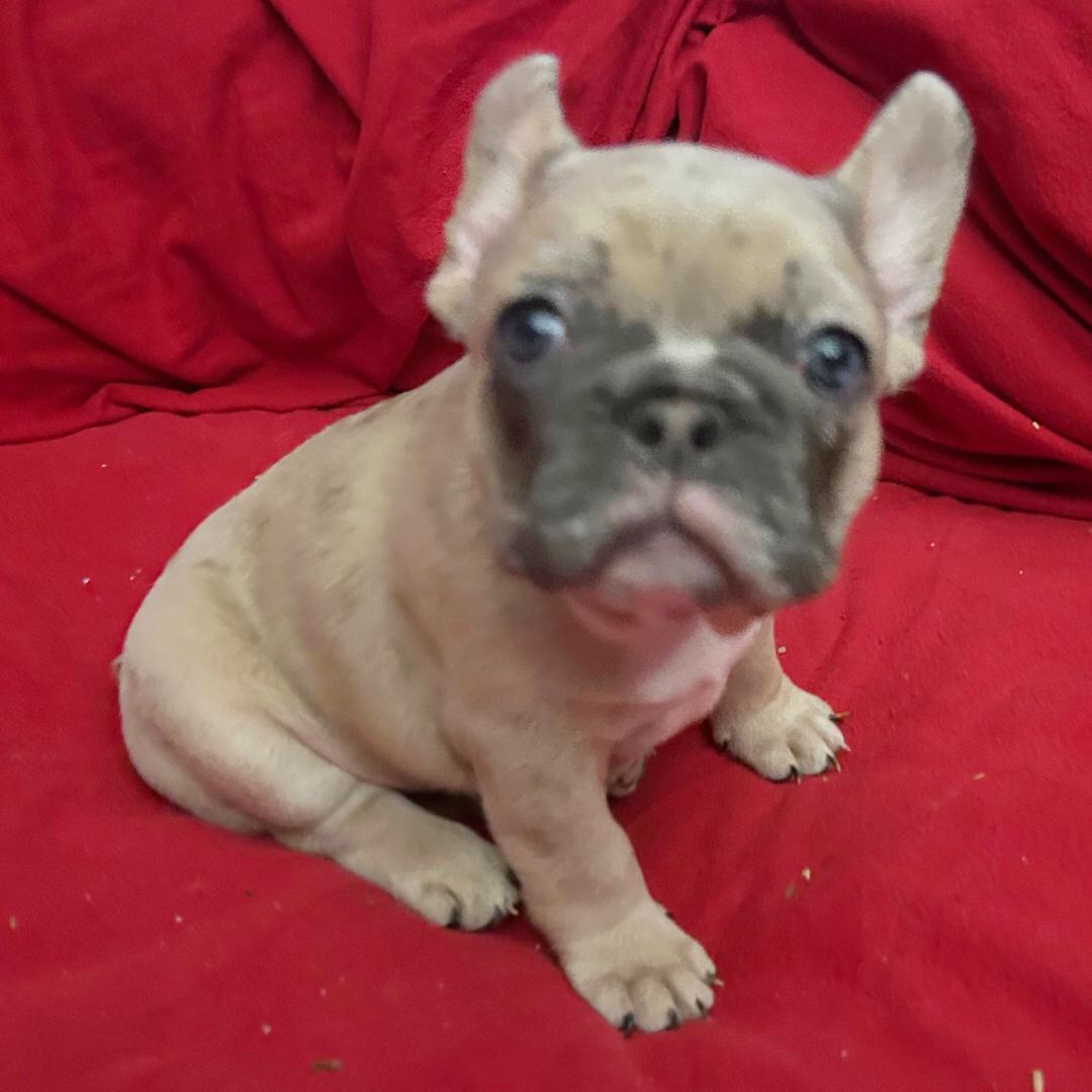 French Bulldog - Image 4