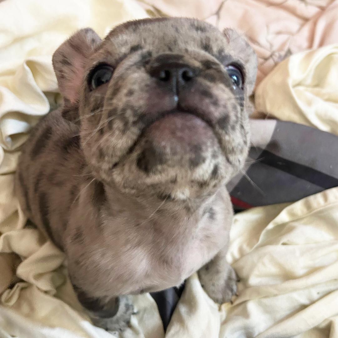 French Bulldog - Image 2