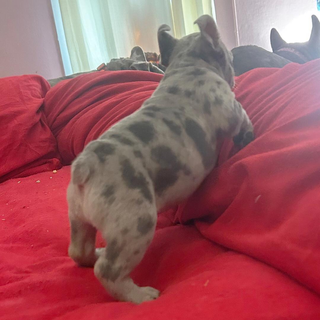 French Bulldog - Image 3